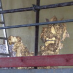 Hlava jednoho ze dvou lvů nesoucích znak