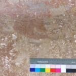 Hlava českého lva ve středním štítku znaku