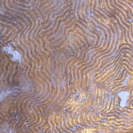 Detail struktury zlacené linkrusty (v těle lva)